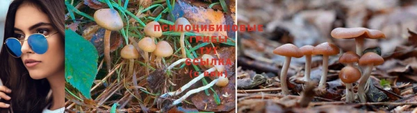 прущие грибы Горнозаводск